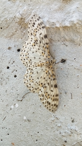 Metapercnia ductaria