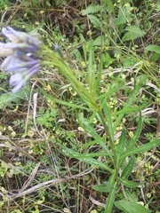 Amsonia ciliata texana