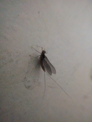 Callibaetis pictus