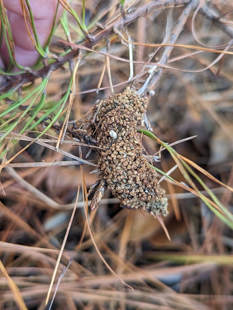 Pine Webworm Moth
