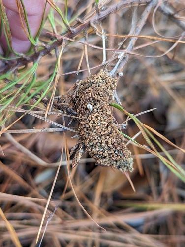 Pine Webworm Moth