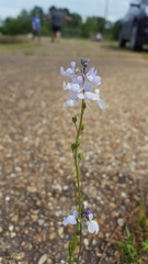 Nuttallanthus texanus