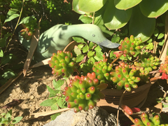 Sedum × rubrotinctum