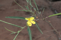 Chamaecrista flexuosa