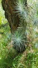 Pinus coulteri