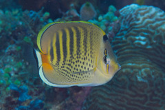 Chaetodon punctatofasciatus