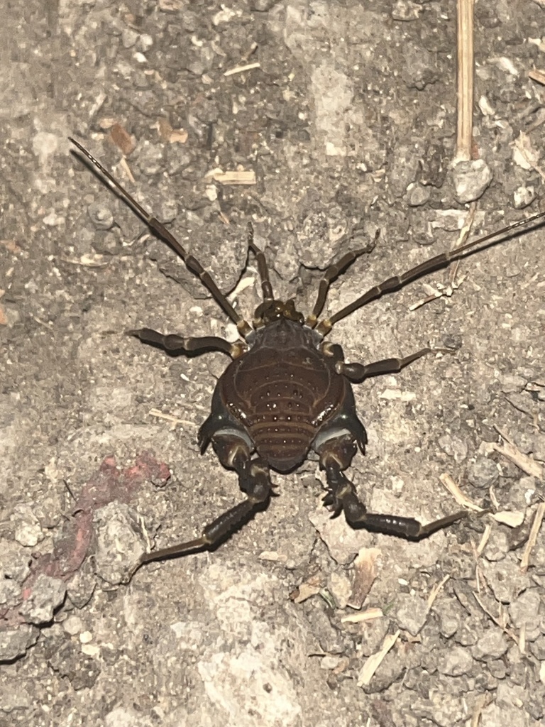Pachylus in December 2023 by alexbarnard · iNaturalist