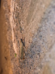 Ypsolopha