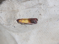 Piesmopoda semilutea