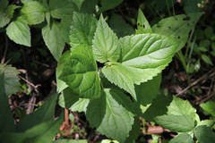 Ageratina altissima altissima