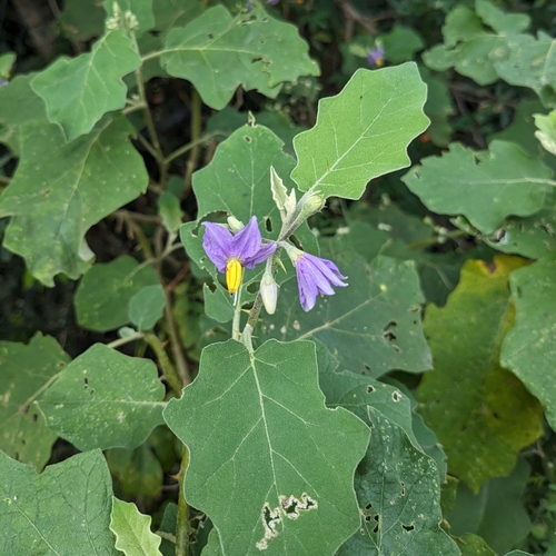 Image of Solanum violaceum by (c) Karthik Thrikkadeeri, some rights reserved (CC BY)