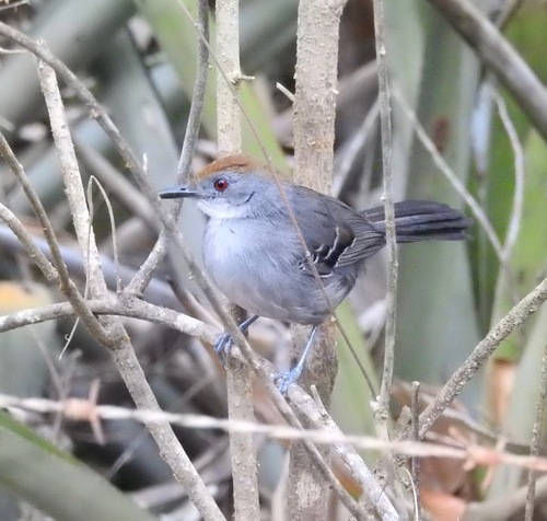 Slender Antbird (Rhopornis ardesiacus), photo 5