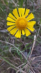 Helenium drummondii