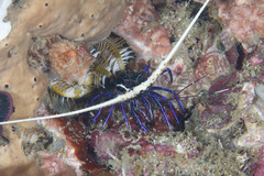 Panulirus versicolor