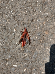 Macrocheraia grandis