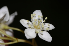 Alniaria alnifolia