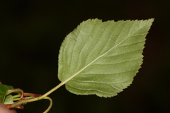 Alniaria alnifolia