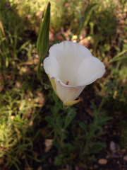 Calochortus catalinae