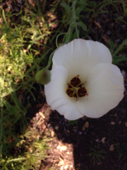 Calochortus catalinae