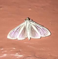 Palpita flegia