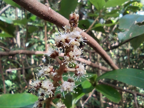 Oreopanax xalapensis - Whole tree in cloud forest
