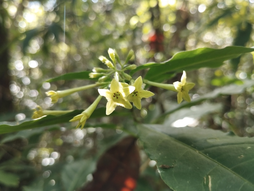 Red cestrum