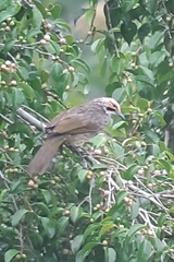 Pycnonotus zeylanicus