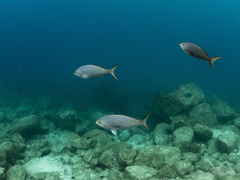 Cephalopholis colonus