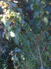 Cistus populifolius