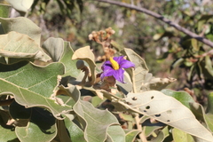 Solanum gomphodes