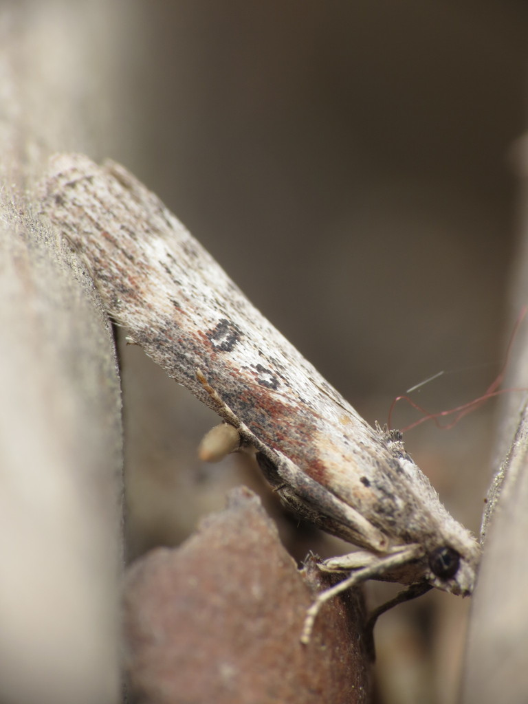 Aphomia zelleri