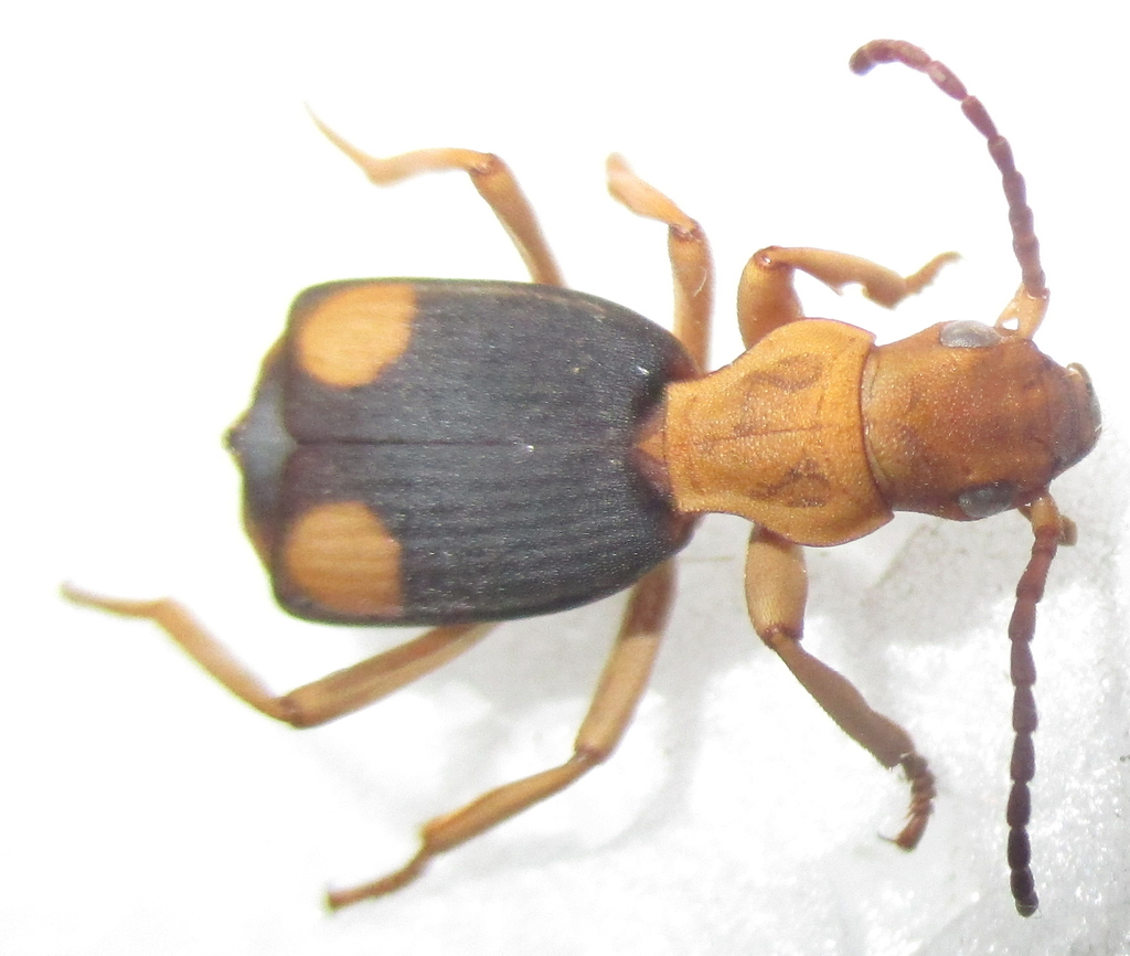 Crepidogastrini