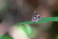 Arhopala birmana