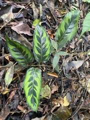 Goeppertia variegata, photograph fern Wildtruth, CC BY, iNaturalist via GBIF