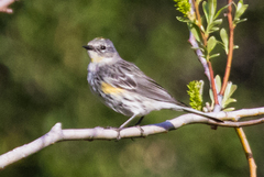 Setophaga coronata coronata × auduboni