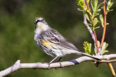 Setophaga coronata coronata × auduboni