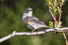 Setophaga coronata coronata × auduboni