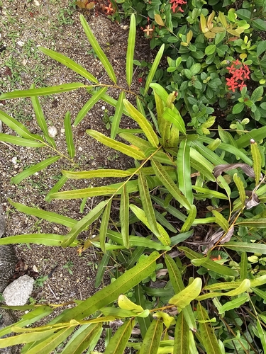 Helecho de manglar (Acrostichum aureum)