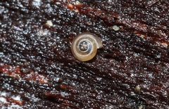 Punctoidea