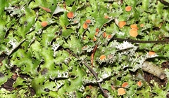 Pseudocyphellaria multifida
