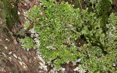 Pseudocyphellaria multifida
