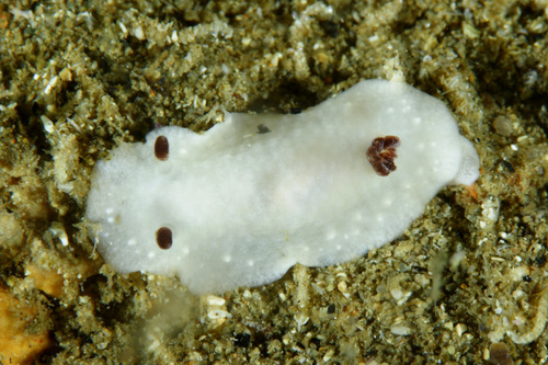 Representative image of Cadlina pellucida