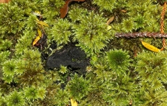 Mniodendron comatum