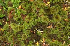 Mniodendron comatum