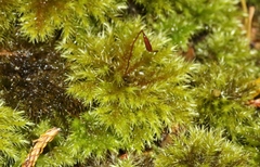 Mniodendron comatum