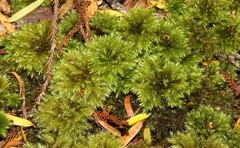 Mniodendron comatum
