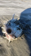 Tragulichthys jaculiferus