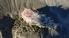 Tragulichthys jaculiferus