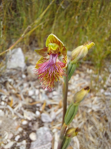 Image of Calochilus herbaceus by (c) Brendan Costello, some rights reserved (CC BY)
