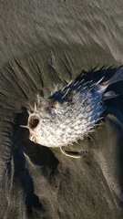 Tragulichthys jaculiferus